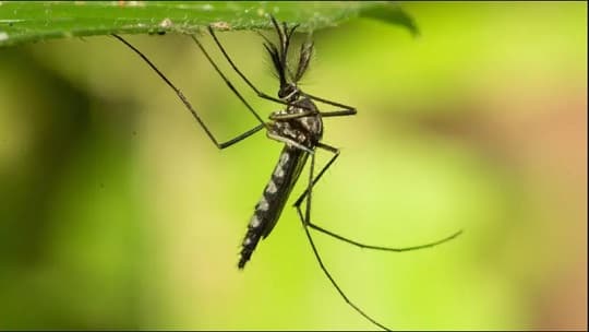 Por primera vez hallan mosquitos en Islandia