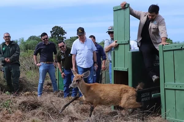 Liberan especies nativas tras 40 años en Yacyretá