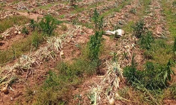 Productores llevarán sus cosechas al DNIT en protesta masiva