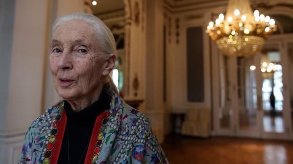 Muere Jane Goodall, pionera en estudio de chimpancés, muere a los 91