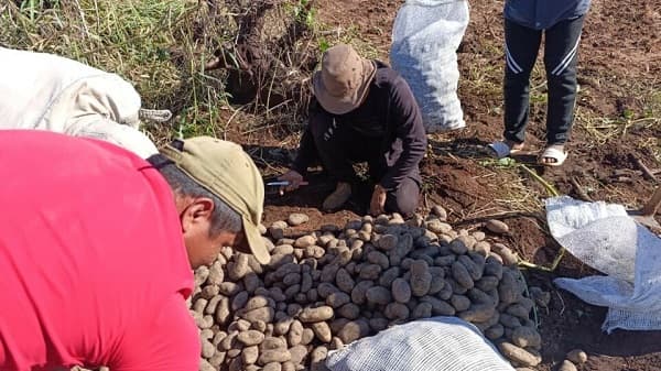 Comunidad indígena logra cosecha récord de papas en Curuguaty