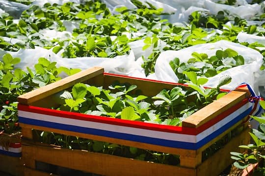 MADES e IPTA impulsan la producción frutillera en Areguá