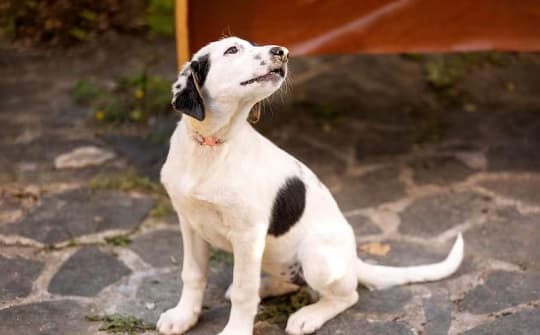 Aumentan los casos de leishmaniasis: claves para prevenir