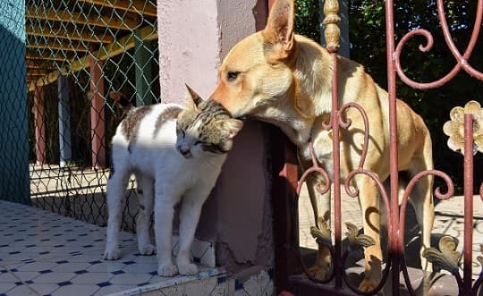 Crearán el Registro de Agresores de Animales para identificar a los condenados por maltrato animal