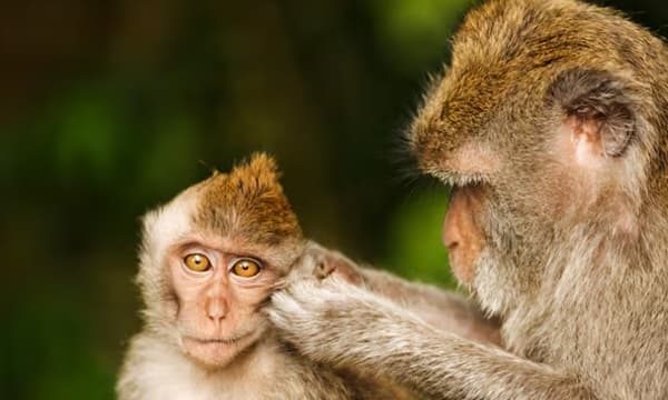 Macacos bailarines: la ciencia confirma que los primates tienen ritmo