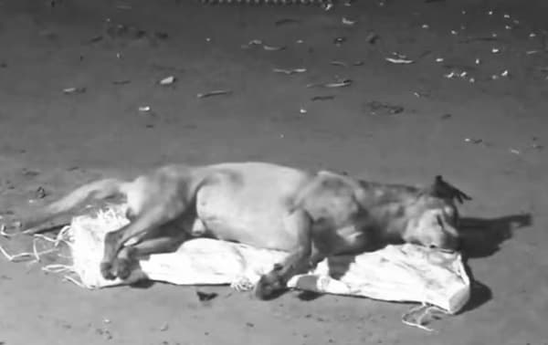 Balean a “Ministro” en Villeta: denuncian a un vecino