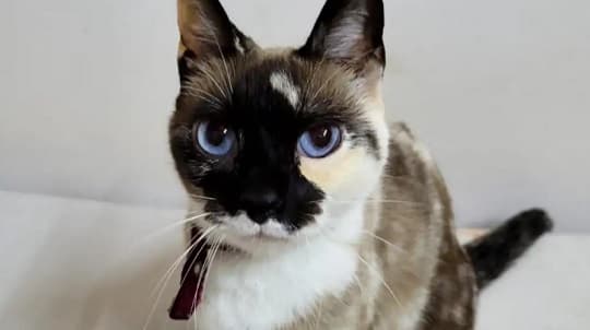 Magno S.A pidió disculpas y dará pasaje gratis por varios meses a mujer bajada de la línea 12 por viajar con su gato