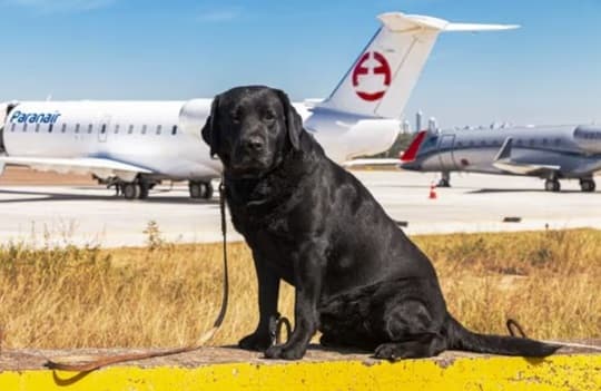 Rocky, el perro héroe de la SENAD, será homenajeado por su servicio a la seguridad nacional