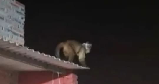 Mono hiere a un niño dentro de su casa en Loma Pytã