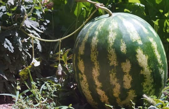 Una sandía de 23 kilos fue la gran atracción en Paso Güembé