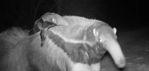 Jurumí en peligro: ganadería y perros amenazan su hábitat