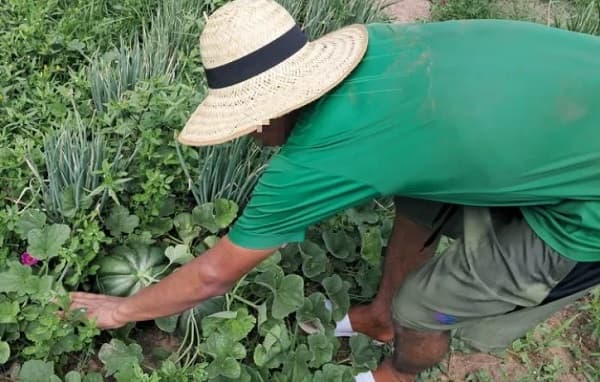 Huertas y animales: reinserción de adolescentes en Concepción