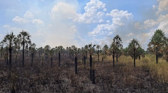 Incendio arrasa 40 hectáreas en San Bernardino