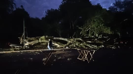 Temporal en Alto Paraná: caída de árboles y cortes de energía eléctrica