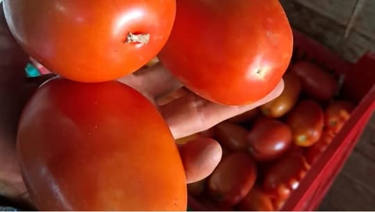 Tomate a G. 9.000 el kilo mañana en feria del MAG en Plaza O’Leary