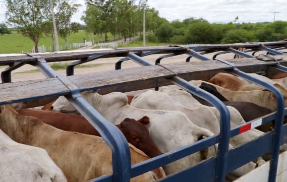 Transporte de ganado enfrenta una crisis operativa en el país