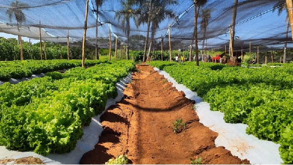 Agricultura advierte impacto por ola de calor y sequía