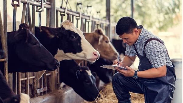 Senacsa invierte en bonos para impulsar la ganadería