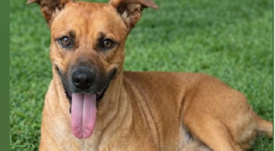 Canela será operada mañana y piden oraciones por su recuperación