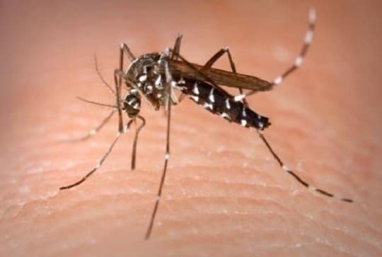 Invasión de mosquitos: Senepa explica causas y riesgos