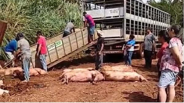 Vuelco de camión deja decenas de cerdos muertos